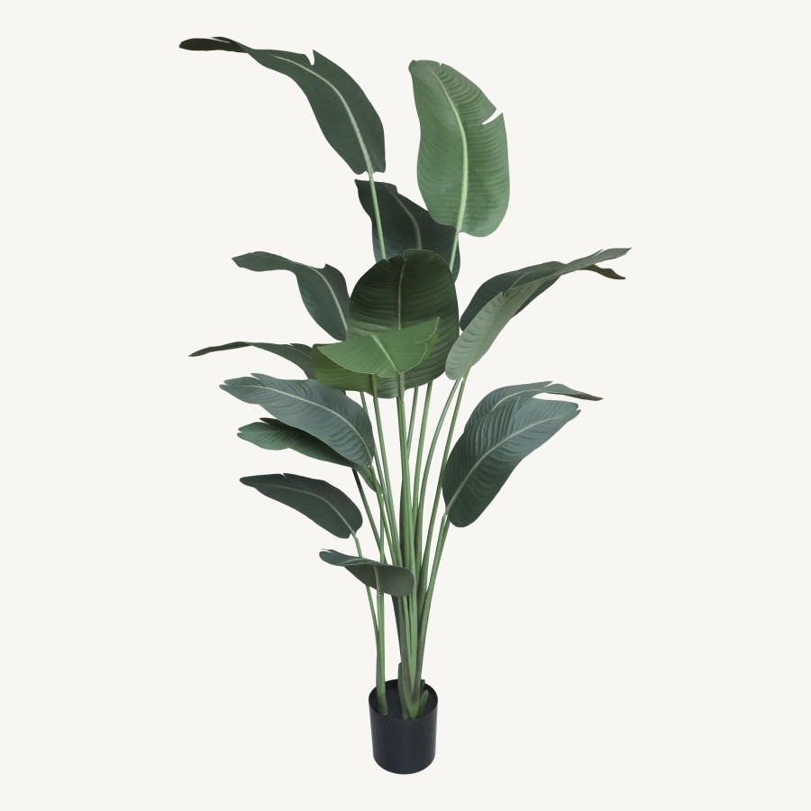 Rastlina Strelicia
