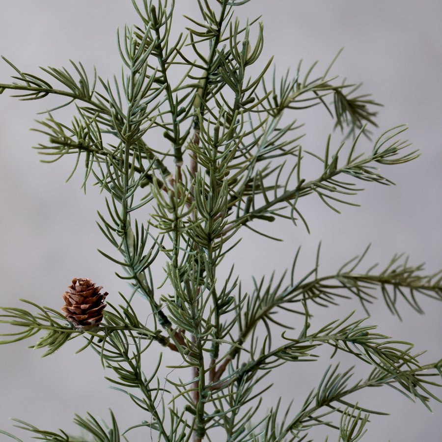 Cédrový stromček 60cm